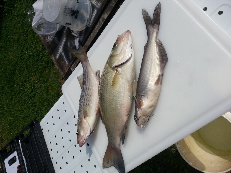 Father Son day on the river