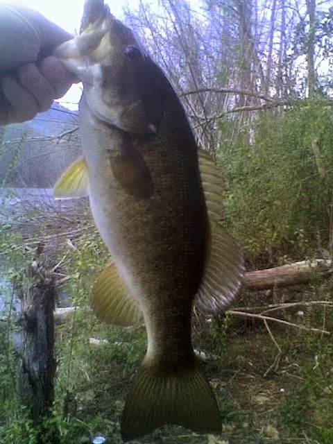 Little river smallmouth