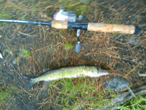 pickerel