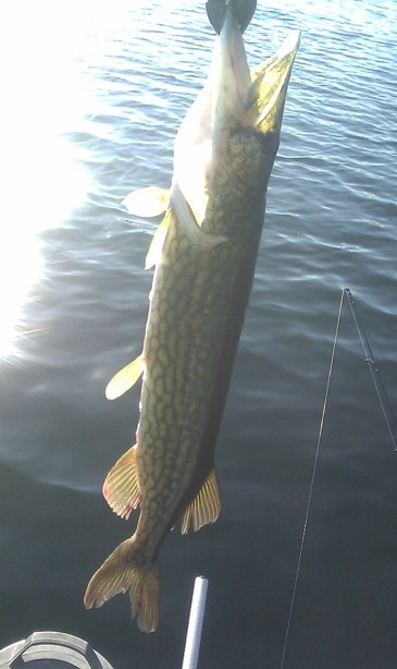 pickerel