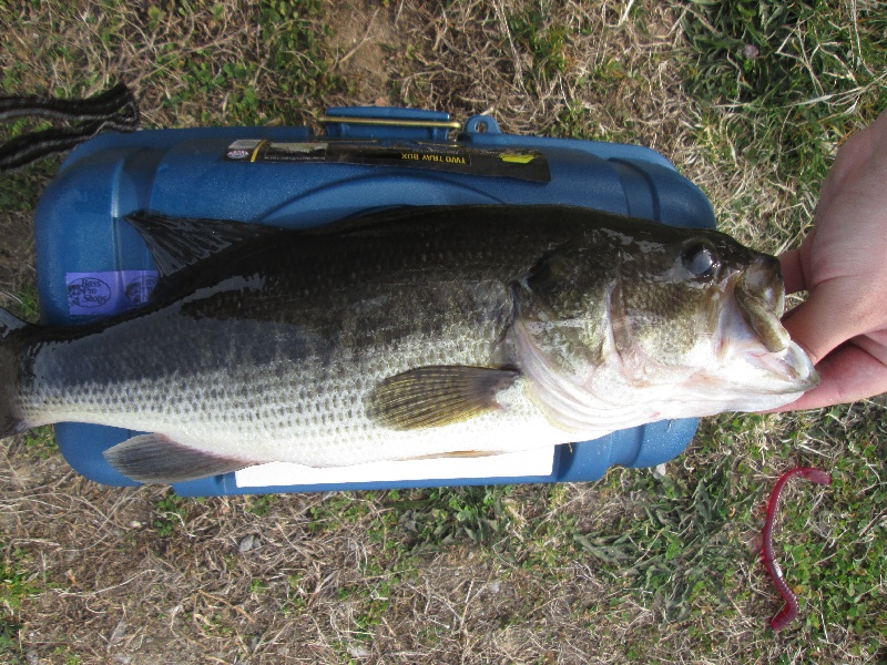 First Bass of 2014!