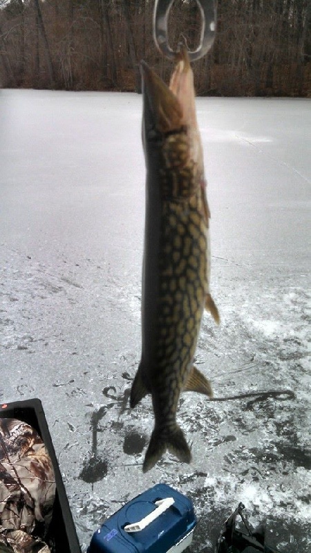 Pickerel!