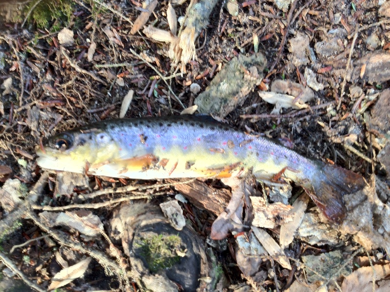 Native Trout 1-7-2012