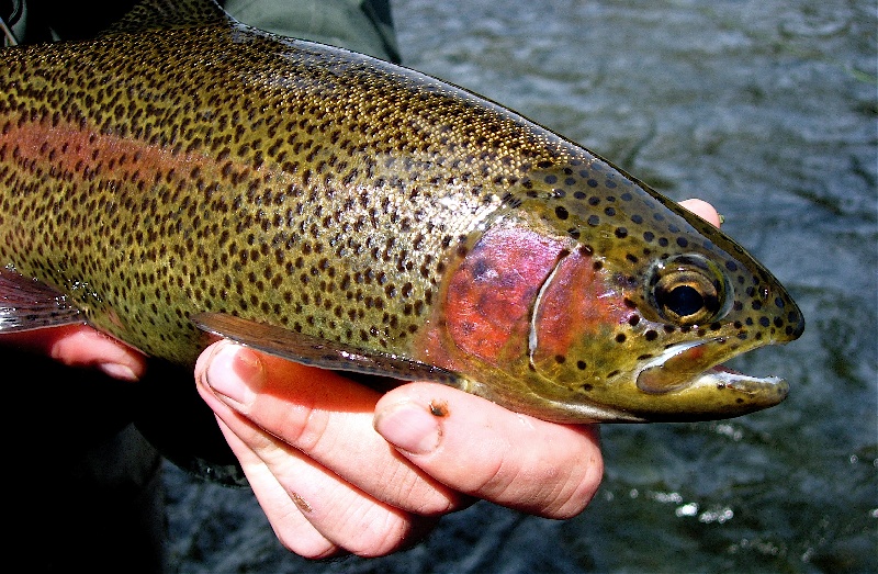 Montana Rainbow